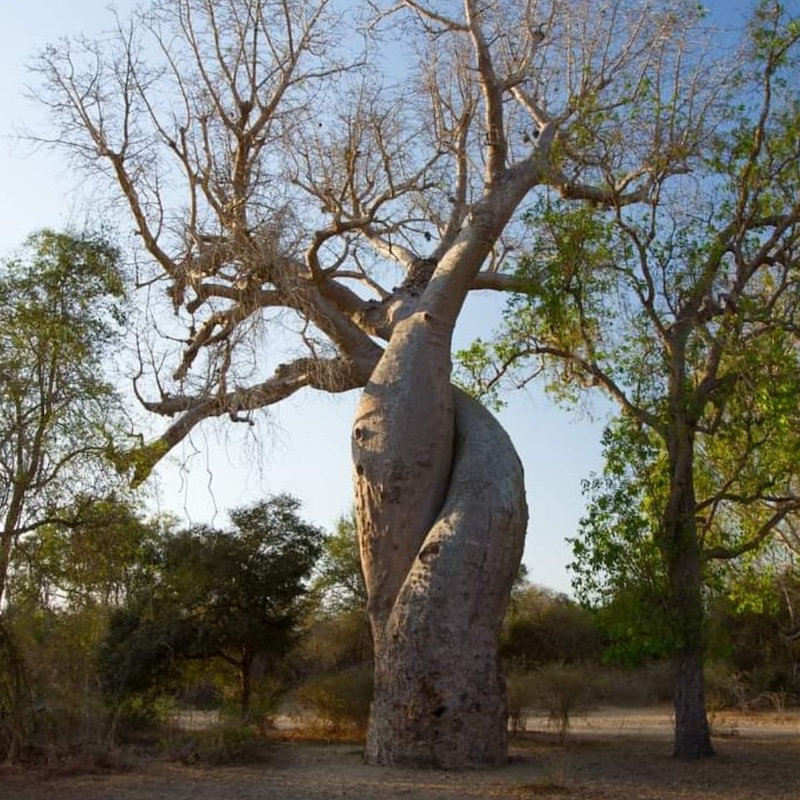 deux baobab s’enlacent comme deux personnes qui se prennent dans les bras formant un couple amoureux et épanouie
