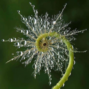 pissenlit-naissant-sous-la-pluie